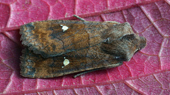 Eupsilia transversa