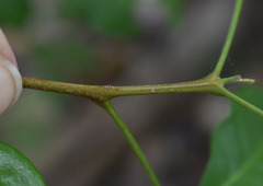 Dinosperma erythrococcum