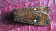 Eupsilia transversa