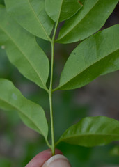 Dinosperma erythrococcum