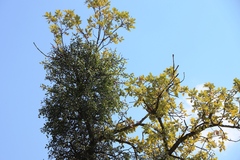 Loranthus europaeus