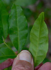 Dinosperma erythrococcum