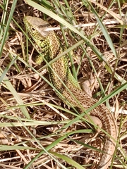 Lacerta agilis