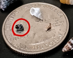 Echinolittorina placida