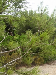 Pinus halepensis