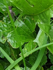 Velarifictorus micado