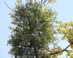 Loranthus europaeus
