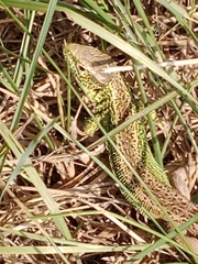 Lacerta agilis