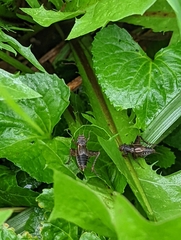 Velarifictorus micado