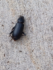 Tenebrionidae