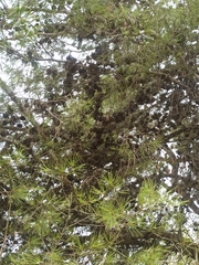Pinus halepensis