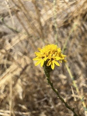 Lessingia pectinata tenuipes