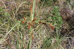 Cyperus thunbergii
