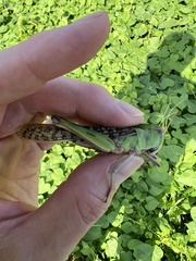 Locusta migratoria