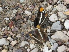 Adelpha eulalia