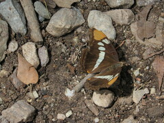 Adelpha eulalia