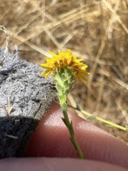 Lessingia pectinata tenuipes