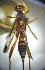 Spilopteron vicinum