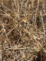 Lessingia pectinata tenuipes