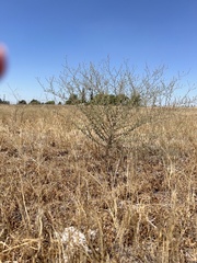 Lessingia pectinata tenuipes