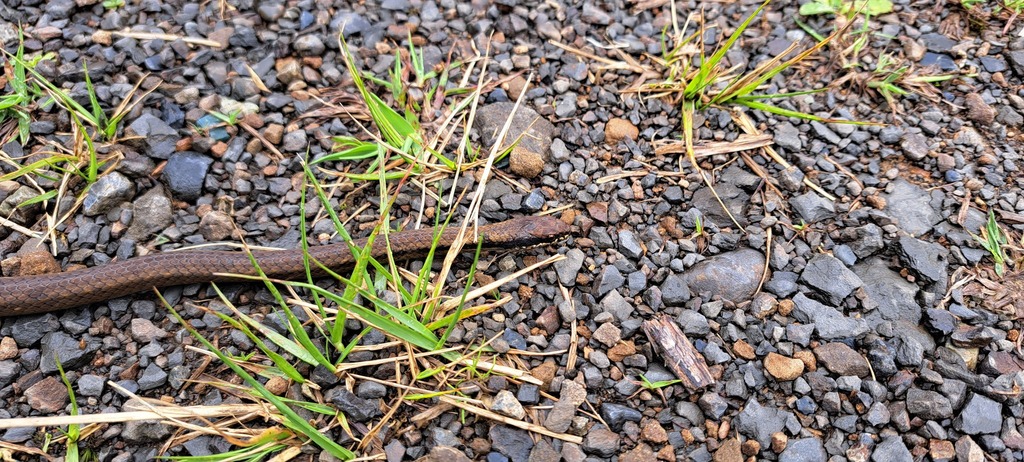 Saphenophis Snake