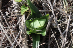 Colchicum eucomoides