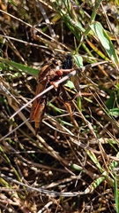 Asilus crabroniformis