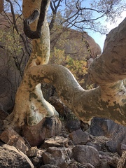 Ficus tettensis