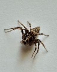 Oxyopes pallidecoloratus