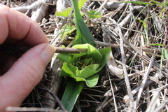 Colchicum eucomoides