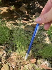 Eragrostis hypnoides