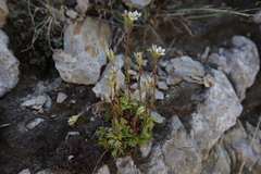 Saxifraga cespitosa