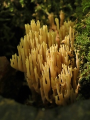 Ramaria stricta