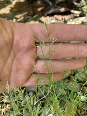 Eragrostis hypnoides