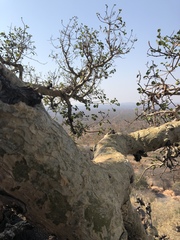 Ficus tettensis