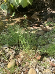 Eragrostis hypnoides
