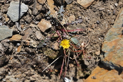 Taraxacum ceratophorum