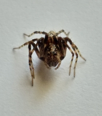 Oxyopes pallidecoloratus