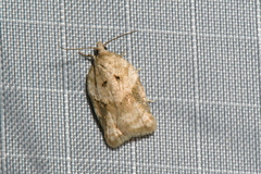 Acleris