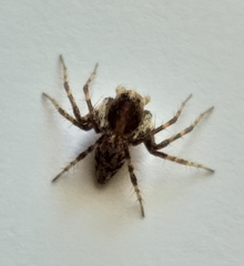 Oxyopes pallidecoloratus