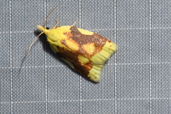 Cenopis niveana
