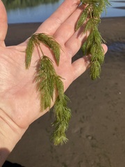 Ceratophyllum demersum