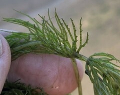 Ceratophyllum demersum