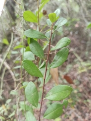 Rhamnus oleoides