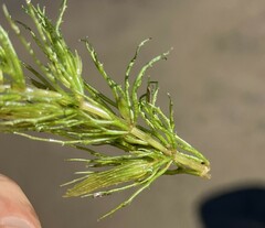 Ceratophyllum demersum