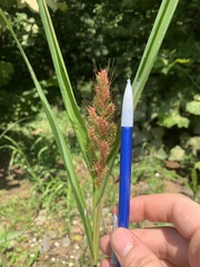 Echinochloa muricata