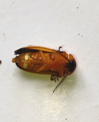 Abscondita