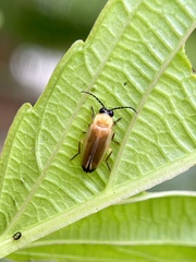 Abscondita terminalis