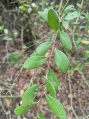 Rhamnus oleoides