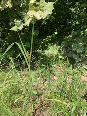 Echinochloa muricata